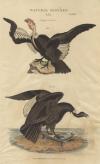 thmbnail of Vultur; V. Gryphus or condor, male, female.