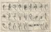 small image of the print De Vingerspraak: het een-handsche alphabet. thmbnail of De Vingerspraak: het een-handsche alphabet.