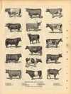 small image of the print Representatives Types of Cattle thmbnail of Representatives Types of Cattle
