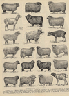 thmbnail of Representative Types of Sheep