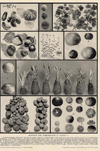 small image of the print Mutation and Hybridization of Plants thmbnail of Mutation and Hybridization of Plants