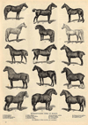 thmbnail of Representative Types of Horses