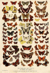 thmbnail of Butterflies and Moths of America and Europe