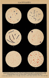 small image of the print Bacteriën thmbnail of Bacteriën