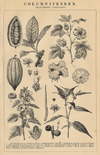 thmbnail of Columnifeeren (Dicotyledonen, Choriptetalen)