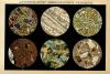 small image of the print Dunnschliffe, Mikroskopisch vergroot thmbnail of Dunnschliffe, Mikroskopisch vergroot