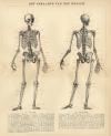 The human skeleton