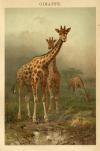 thmbnail of Giraffe