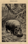 thmbnail of Nijlpaard