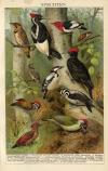 thmbnail of Spechten (Woodpeckers)