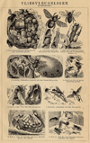 thmbnail of Vliesvleugeligen (Hymenoptera)