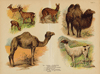 thmbnail of Dromedaris, kameel, lama, muskusdier, ree
