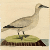 thmbnail of Anser Bassanus, The Soland Goose