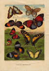 thmbnail of Tropical butterflies