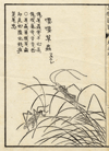 thmbnail of Boek der Liederen / Mao shi pin wu tu kao, krekel