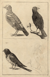 thmbnail of Vogels