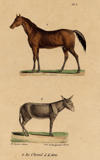 thmbnail of Le cheval, l´ane (paard, ezel)