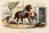 thmbnail of Le cheval de trait (het trekpaard)