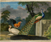 thmbnail of Pauwen en fazant