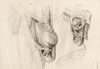 small image of the print Anatomische prent thmbnail of Anatomische prent