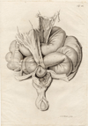 small image of the print Anatomische prent van de darmen thmbnail of Anatomische prent van de darmen