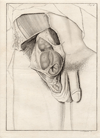 small image of the print Anatomische prent van mannelijk geslachtsorgaan thmbnail of Anatomische prent van mannelijk geslachtsorgaan