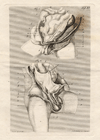 small image of the print Anatomische prent van mannelijk geslachtsorgaan thmbnail of Anatomische prent van mannelijk geslachtsorgaan