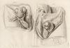 small image of the print Anatomische prent van mannelijk geslachtsorgaan thmbnail of Anatomische prent van mannelijk geslachtsorgaan