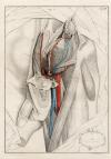 small image of the print Anatomische prent van mannelijk geslachtsorgaan thmbnail of Anatomische prent van mannelijk geslachtsorgaan