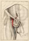 small image of the print Anatomische prent van mannelijk geslachtsorgaan thmbnail of Anatomische prent van mannelijk geslachtsorgaan