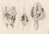 small image of the print Anatomische prent van mannelijk geslachtsorgaan thmbnail of Anatomische prent van mannelijk geslachtsorgaan