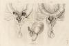 small image of the print Anatomische prent thmbnail of Anatomische prent
