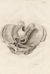 small image of the print Anatomische prent thmbnail of Anatomische prent