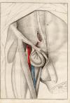 small image of the print Anatomische prent van mannelijk geslachtsorgaan thmbnail of Anatomische prent van mannelijk geslachtsorgaan