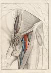 small image of the print Anatomische prent van mannelijk geslachtsorgaan thmbnail of Anatomische prent van mannelijk geslachtsorgaan