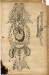 small image of the print Anatomische prent thmbnail of Anatomische prent