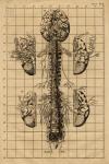 small image of the print Anatomische prent van hersenen en ruggegraat thmbnail of Anatomische prent van hersenen en ruggegraat