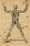 small image of the print Anatomiscshe prent thmbnail of Anatomiscshe prent