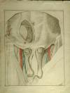 small image of the print Anatomische prent thmbnail of Anatomische prent