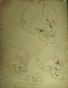 small image of the print Menselijke schedels thmbnail of Menselijke schedels