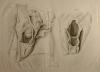 small image of the print Anatomische prent thmbnail of Anatomische prent