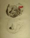 small image of the print Anatomische prent thmbnail of Anatomische prent