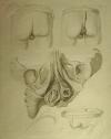 small image of the print Anatomische prent thmbnail of Anatomische prent