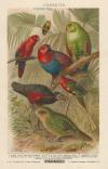 thmbnail of Parrots