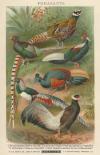 thmbnail of Pheasants