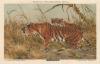 thmbnail of Royal Tiger (Felis Tigris)