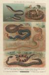 thmbnail of Venomous snakes