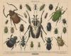 thmbnail of Beetles
