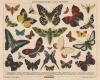 thmbnail of Butterflies and moths