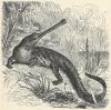 thmbnail of Gavial (Gavialis gangeticus)